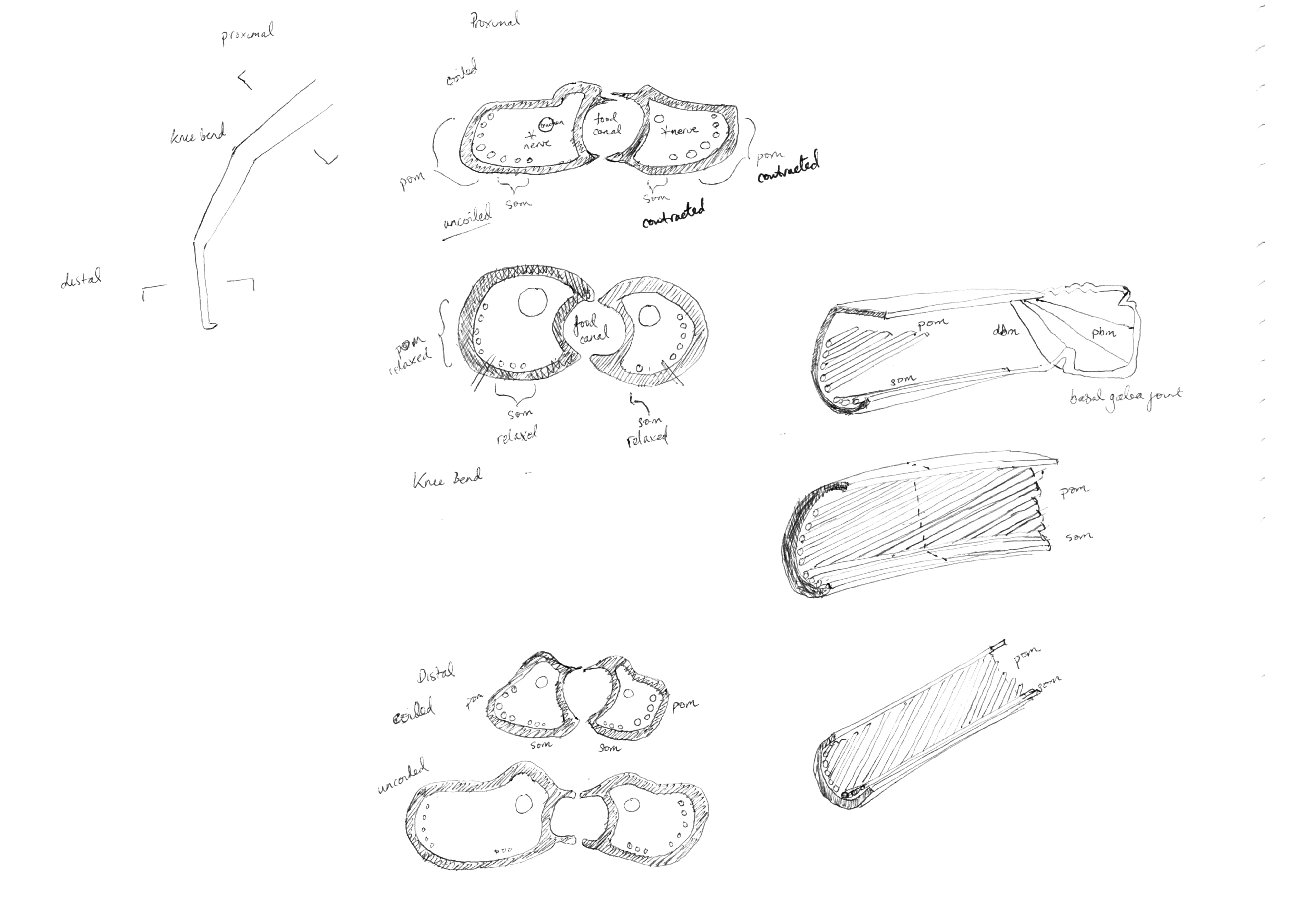 Inital sketches explaining biomechanism